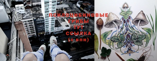 сатива Аркадак