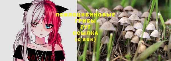 сатива Аркадак